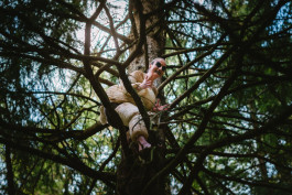 LanaLive 2018 - Aussichten LanaLive Culture Festival