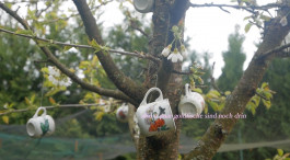 LanaLive Culture Festival